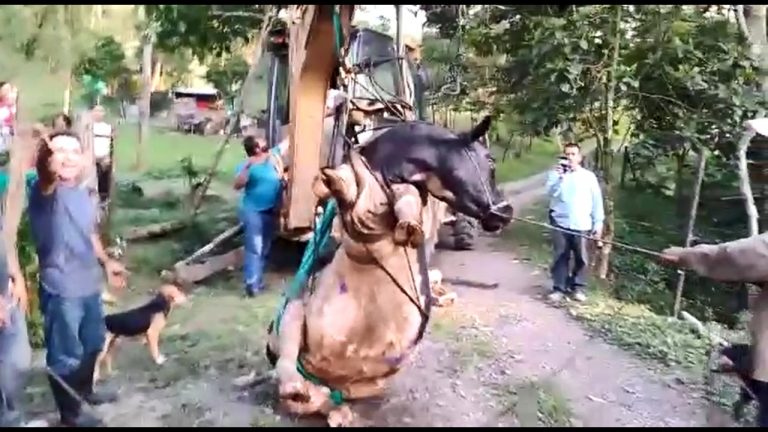 Alcaldía de Albán rescató  vaca que cayó en una alcantarilla.