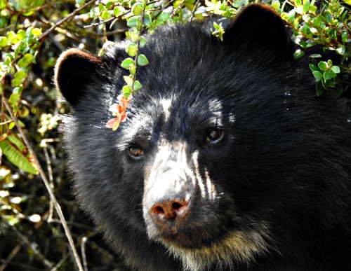 CAR pidió no atentar contra oso de anteojos por su condición de cazador de otros mamíferos