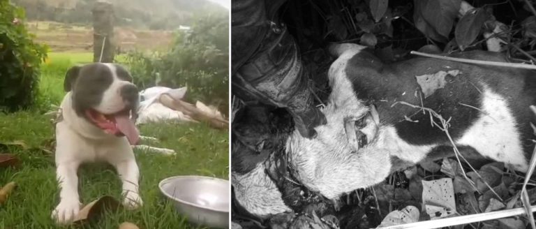 Indignación por asesinato de un perrito en Pacho, Cundinamarca