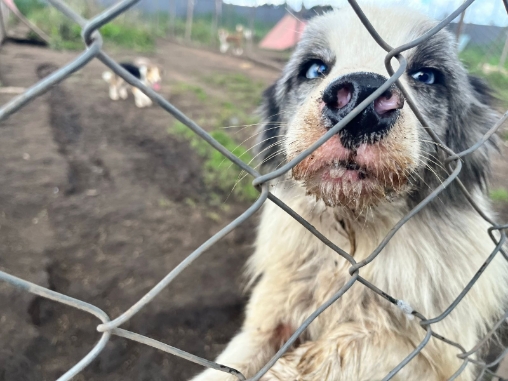 En Cundinamarca se impone la mayor sanción económica por maltrato animal en la historia de Colombia