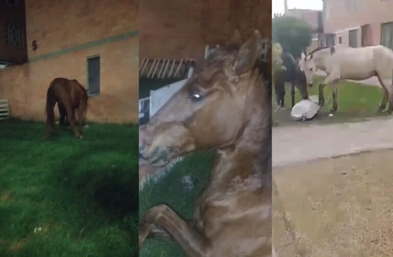 En Madrid (Cundinamarca), Caballos maltratados y abandonados deambulan por las calles, mientras las autoridades hacen la vista gorda