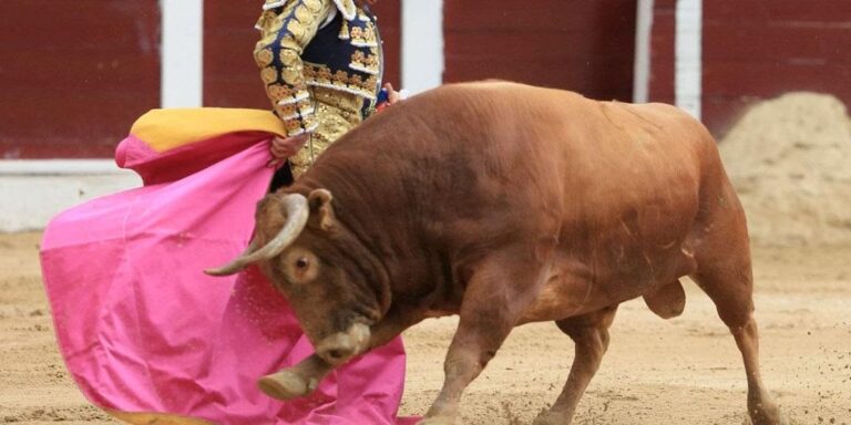 Congreso prohíbe corridas de toros en Colombia