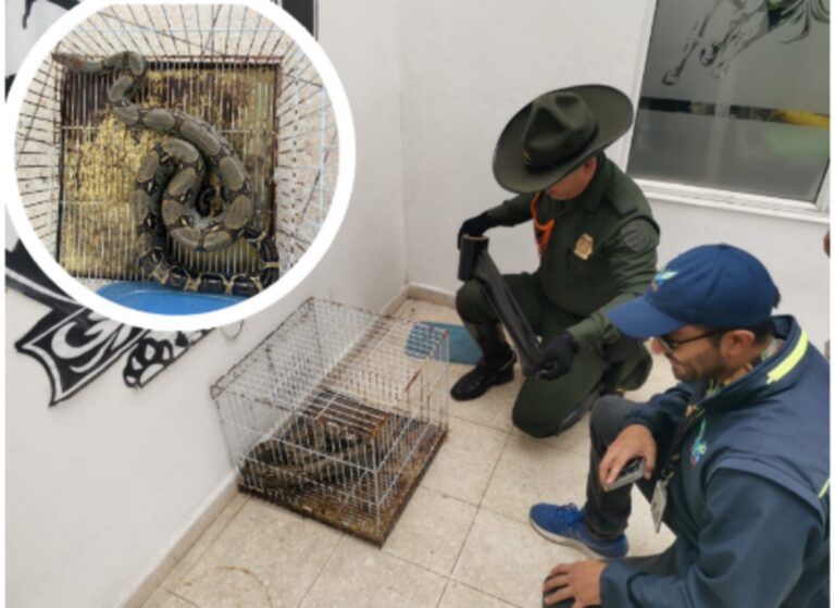 Ciudadano entrega boa constrictor a la Policía Nacional en Bojacá