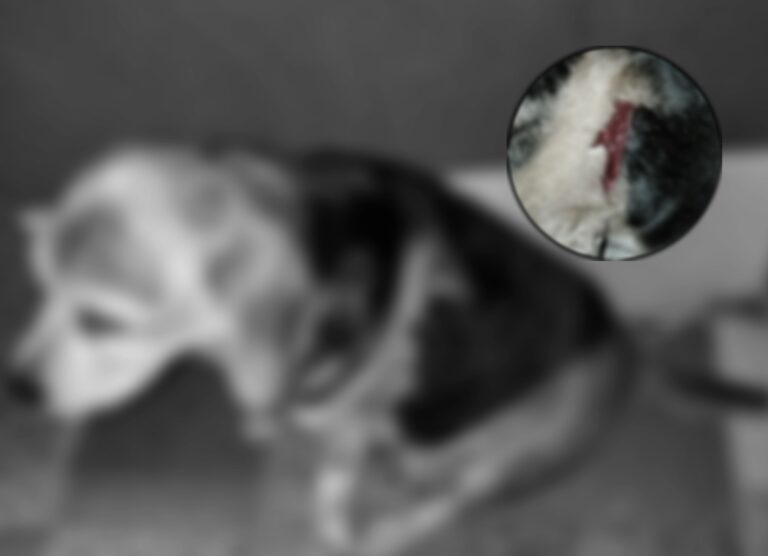 Indignación en Facatativá por maltrato animal en el barrio El Bosque