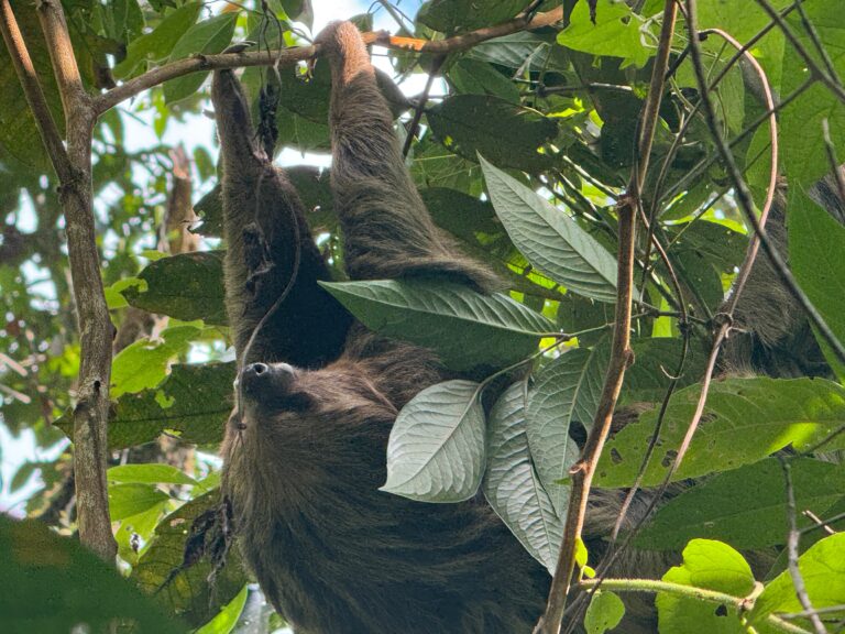 La CAR reubica osos perezosos de dos dedos en su hábitat natural en Pacho
