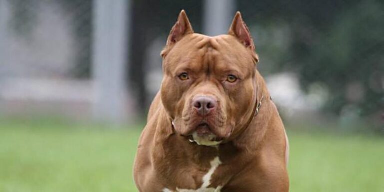 Consternación en La Palma: adulto mayor muere tras ataque de un perro pitbull