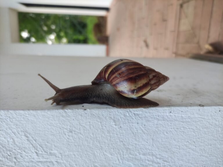 ¡Alerta! – La temporada de lluvias aumentó presencia de caracol gigante africano en algunas zonas de Cundinamarca.