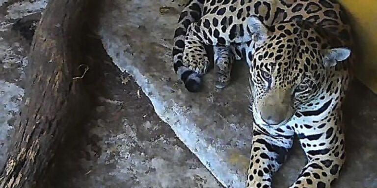 Jaguar capturado en Cundinamarca: autoridades confirman su estado de salud