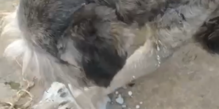 Crueldad en Facatativá: denuncian envenenamiento de perros en la vereda Mansilla