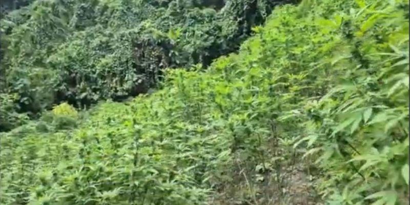 Golpe a cultivos de marihuana y coca en Cundinamarca: Ejército desmantela centro ilegal en Yacopí