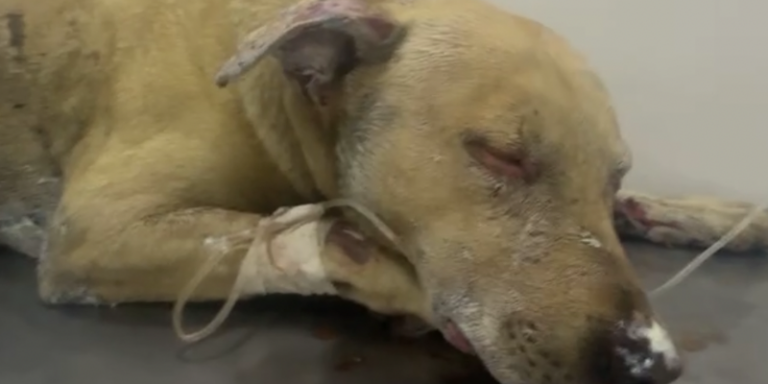 Indignación en Tena por presunto caso de maltrato animal: perro fue hallado en llamas